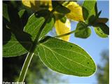 Navadna krčnica ali šentjanževka (Hypericum perforatum)