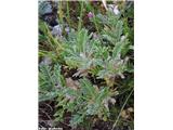 Vednozeleni grahovec (Astragalus sempervirens)