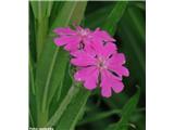 Jupitrova lučca (Lychnis flos-jovis), NP Gran Paradiso, Italija.