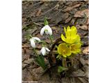 Navadna jarica (Eranthis hyemalis), skupaj z navadnim malim zvončkom, Bohor, Slovenija.