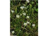 Lasasta črvinka (Minuartia capillacea), Kamniški vrh, Slovenija.