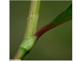 Polygonum persicaria