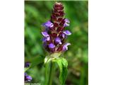 Navadna črnoglavka (Prunella vulgaris)