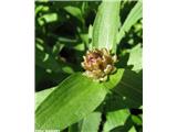 Haynaldov ali julijski glavinec (Centaurea haynaldii), Komna, Slovenija.