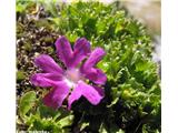 Najmanjši jeglič (Primula minima), Maltatal, Avstrija.