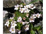 Alpski oklep (Androsace alpina), Monte Scorluzzo, Italija.