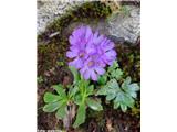 Lepljivi jeglič (Primula glutinosa), prelaz Gavia, Italija.