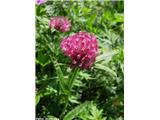 Predalpska detelja (Trifolium alpestre), Čaven, Slovenija.