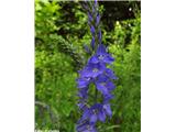 Veronica teucrium