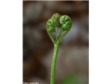 Orlova praprot (Pteridium aquilinum), Križentaver pri Domžalah, Slovenija.