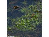 Navadni žabji las (Callitriche palustris)