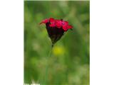 Krvavordeči klinček (Dianthus sanguineus)