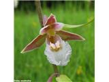 Navadna močvirnica (Epipactis palustris), vznožje Nanosa, Slovenija.