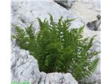 Villarjeva glistovnica (Dryopteris villarii), Kanin, slovenija.