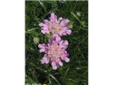 Travnolistni grintavec (Scabiosa graminifolia), Čaven, Slovenija.