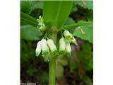 Vretenčasti salomonov pečat (Polygonatum verticillatum), dolina Korošice (Kamn. Bistrica), Slovenija.