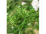 Deljenolistni sršaj (Asplenium fissum), pod Kokrskim sedlom, Slovenija.