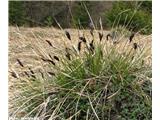 Pisana vilovina (Sesleria caerulea agg.)