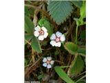 Potentilla micrantha