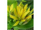 Bratinski ali zrasloprašnični svišč ali košutnik (Gentiana lutea subsp. symphyandra), Nanos, Slovenija.