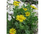 Doronicum grandiflorum