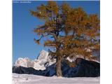 Navadni macesen (Larix decidua), Slemenova špica, Slovenija.