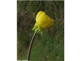 Ranunculus bulbosus