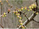 Navadni macesen (Larix decidua)