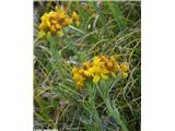 Sivi grint (Senecio incanus), NP Gran Paradiso, Italija.