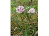 Gomoljasta špajka (Valeriana tuberosa), Štanjel, Slovenija.