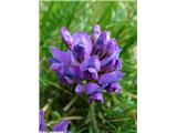 Pirenejska osivnica (Oxytropis neglecta), Prehodavci, Slovenija.