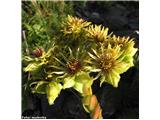 Wulfenov netresk (Sempervivum wulfenii), pod prelazom Stelvio, Italija.