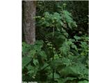 Gozdni repinec (Arctium nemorosum), dolina Korošice (Kamn. bistrica), Slovenija.