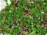 Timijanovolistna vrba (Salix serpyllifolia), Dovška vrata, Slovenija.