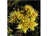 Wulfenov netresk (Sempervivum wulfenii), pod prelazom Stelvio, Italija.