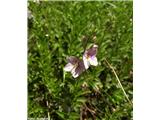 Grmičasti jetičnik (Veronica fruticulosa), Porezen, Slovenija.