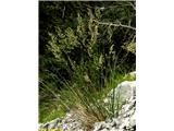 Kranjska bilnica (Festuca spectabilis subsp. carniolica), Čaven, Slovenija.