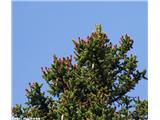 Navadna smreka (Picea abies)