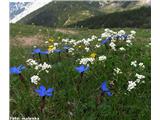 Bohinjski repnjak (Arabis vochinensis), Kofce, slovenija.