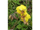 Navadni popon (Helianthemum nummularium)