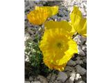 Retijski mak (Papaver alpinum subsp. rhaeticum), Staničev dom, Slovenija.