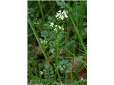 Cardamine flexuosa