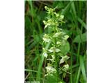 Platanthera chlorantha