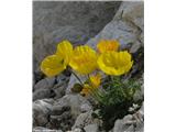 Retijski mak (Papaver alpinum subsp. rhaeticum), Staničev dom, Slovenija.