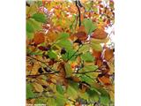 Fagus sylvatica