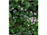 Homogyne sylvestris