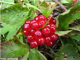 Skalna robida (Rubus saxatilis), Velika planina, Slovenija.