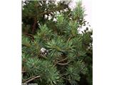 Pinus sylvestris