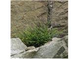 Severni sršaj (Asplenium septentrionale), NP Gran Paradiso, Italija.