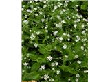 Stellaria nemorum